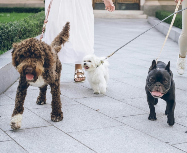 Open spaces and landscaped areas image